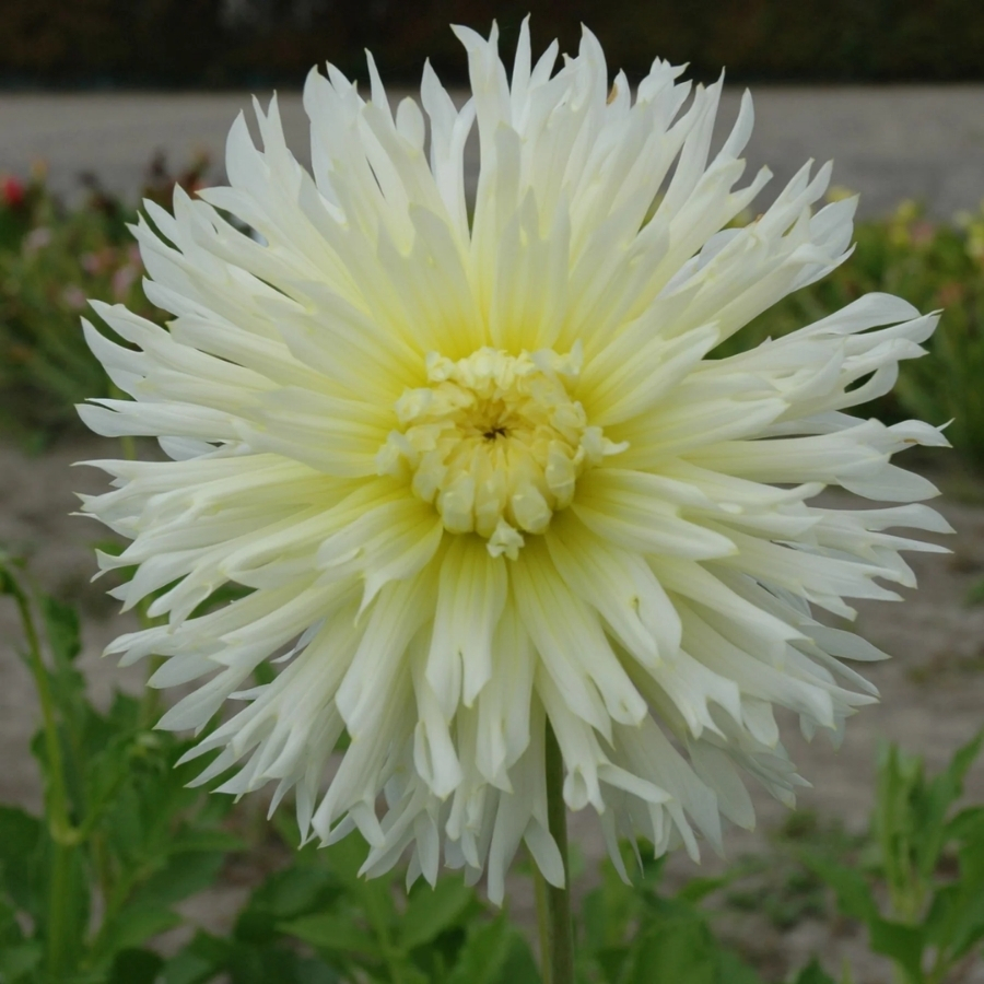 Георгина Айс Кристал - Dolina-Sad.Ru