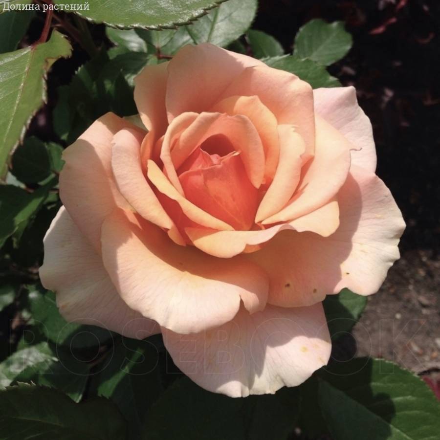 Роза Таити в горшке - Dolina-Sad.Ru