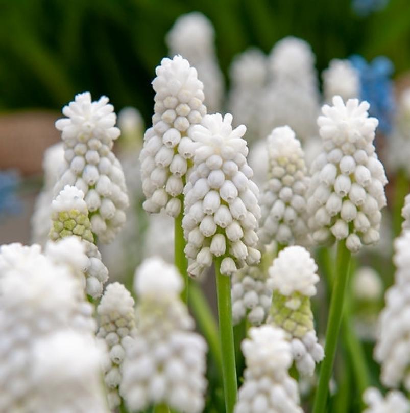 Мускари Альба - Dolina-Sad.Ru