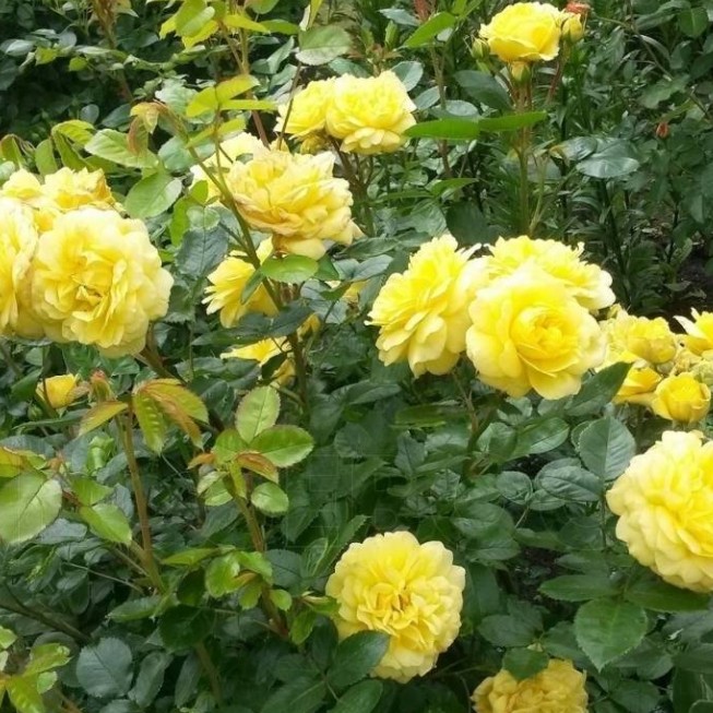 Роза Анни Дюпрей в горшке Роза Анни Дюпрей в горшке - Dolina-Sad.Ru