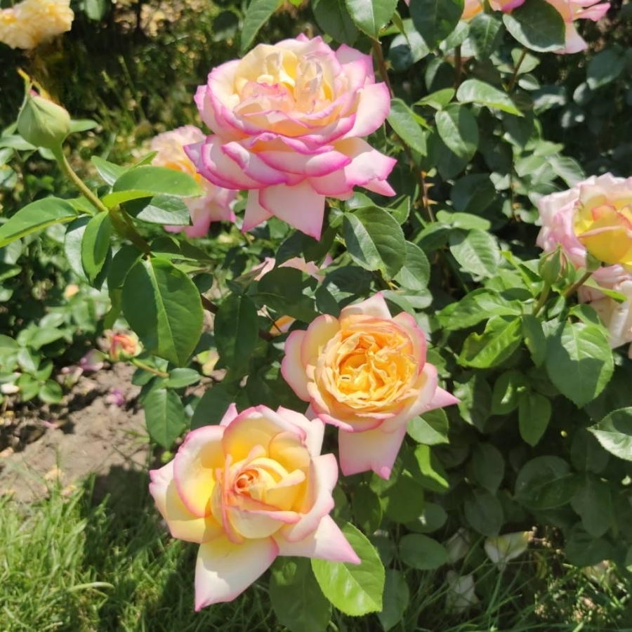 Роза штамбовая Глория Дей Роза штамбовая Глория Дей - Dolina-Sad.Ru