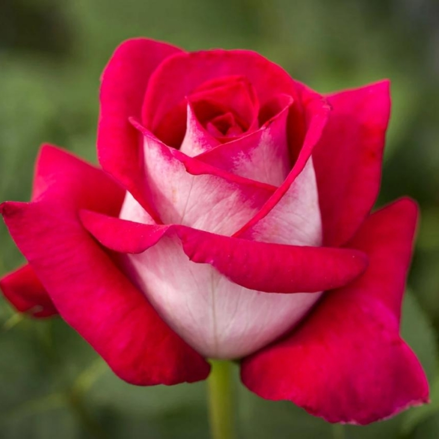 Роза Амазонка - Dolina-Sad.Ru