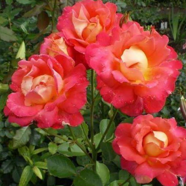 Роза Декор Арлекин в горшке Роза Декор Арлекин в горшке - Dolina-Sad.Ru