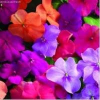 Бальзамин Тропическая Уоллера, смесь гибридов Бальзамин Тропическая Уоллера, смесь гибридов фото