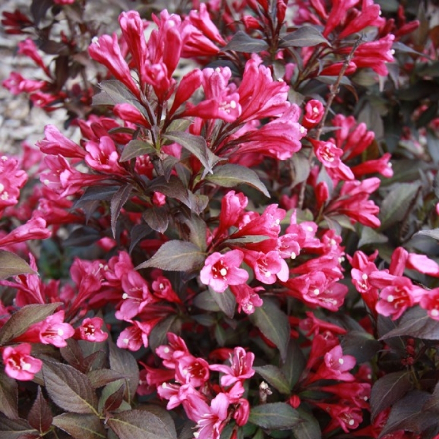 Вейгела цветущая Блэк Руби Вейгела цветущая Блэк Руби - Dolina-Sad.Ru