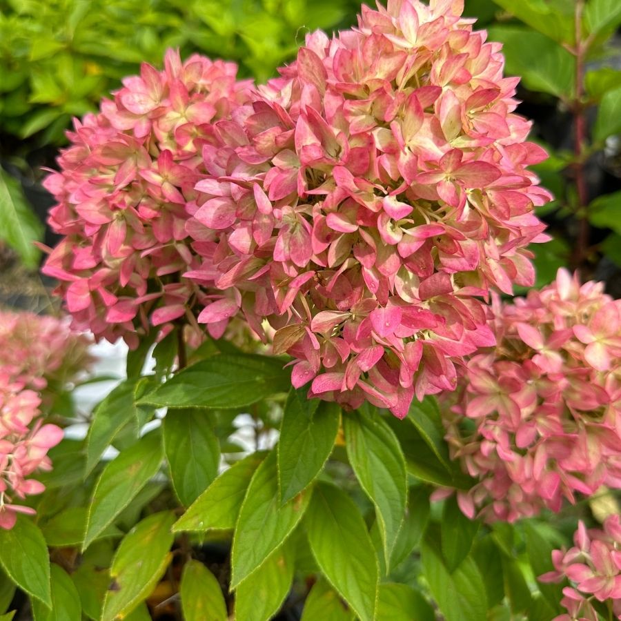 Гортензия метельчатая Би Грин, С2 Гортензия метельчатая Би Грин, С2 - Dolina-Sad.Ru