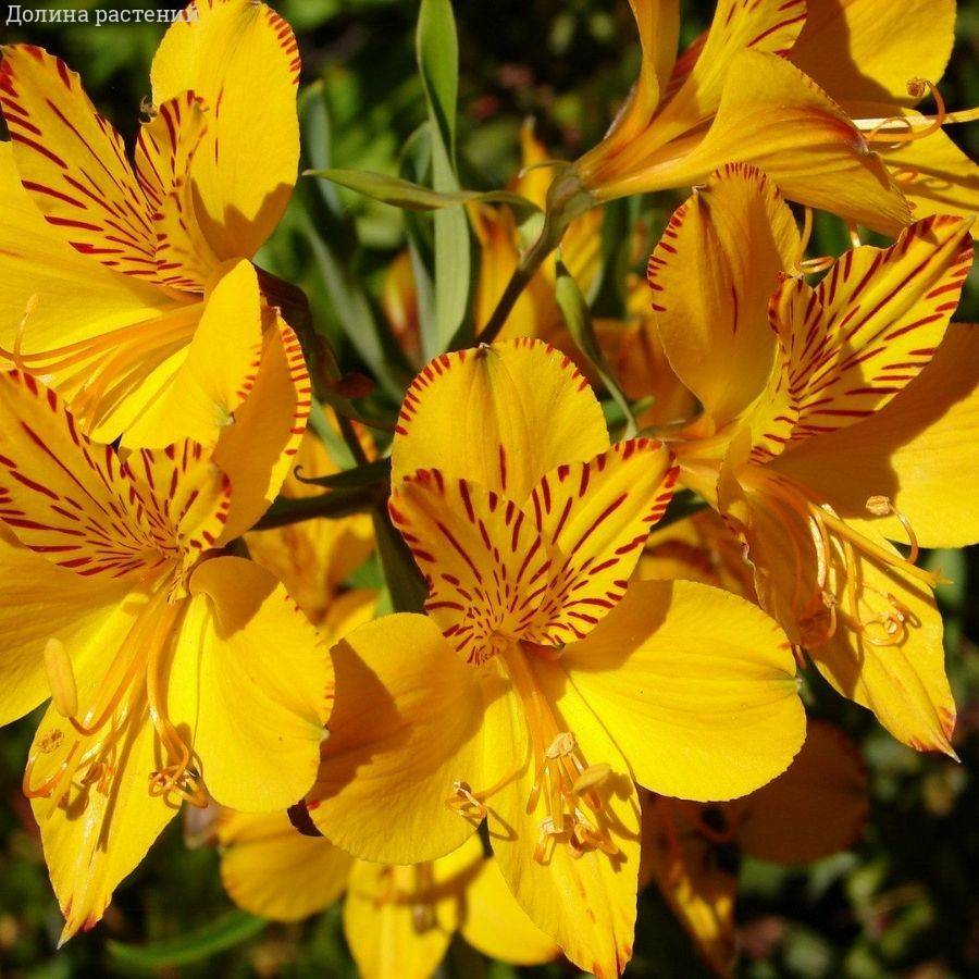 Альстромерия Глори оф зе Андес - Dolina-Sad.Ru