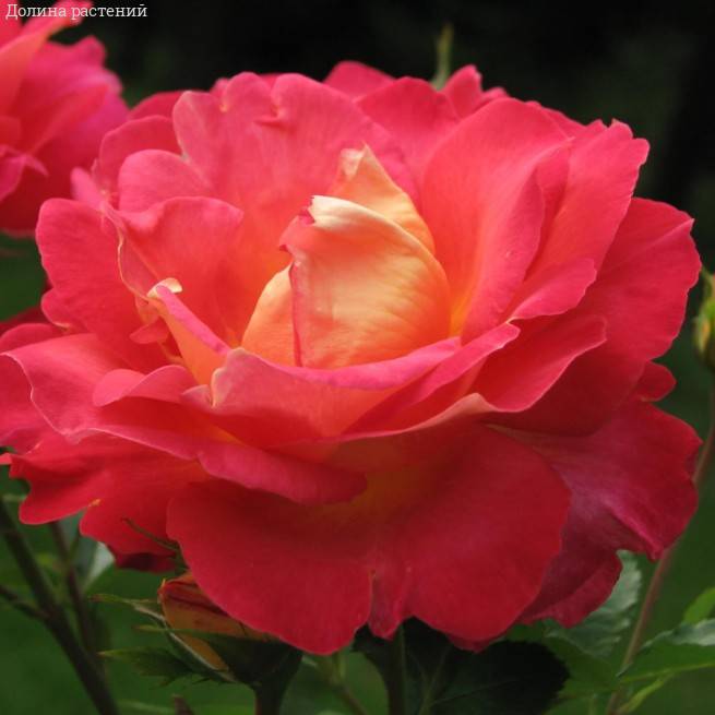 Роза Декор Арлекин в горшке Роза Декор Арлекин в горшке - Dolina-Sad.Ru