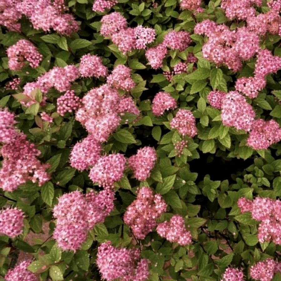 Спирея японская Манон, С7,5 Спирея японская Манон, С7,5 - Dolina-Sad.Ru