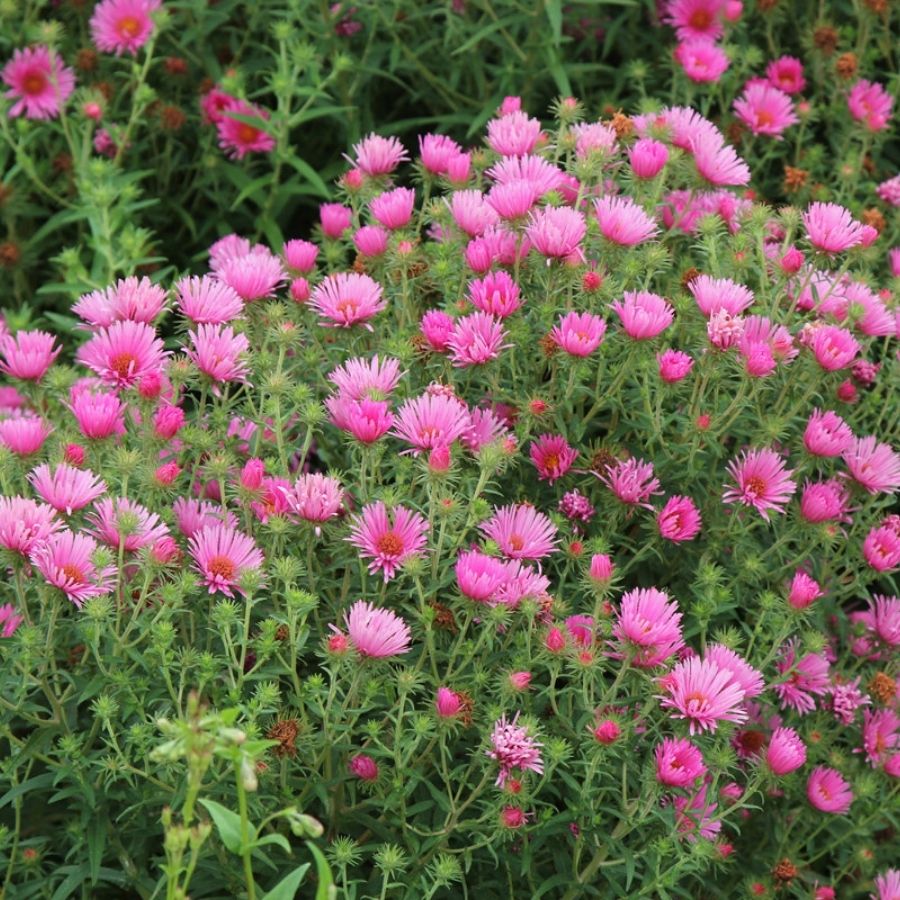 Астра новоанглийская Барс Пинк Астра новоанглийская Барс Пинк - Dolina-Sad.Ru