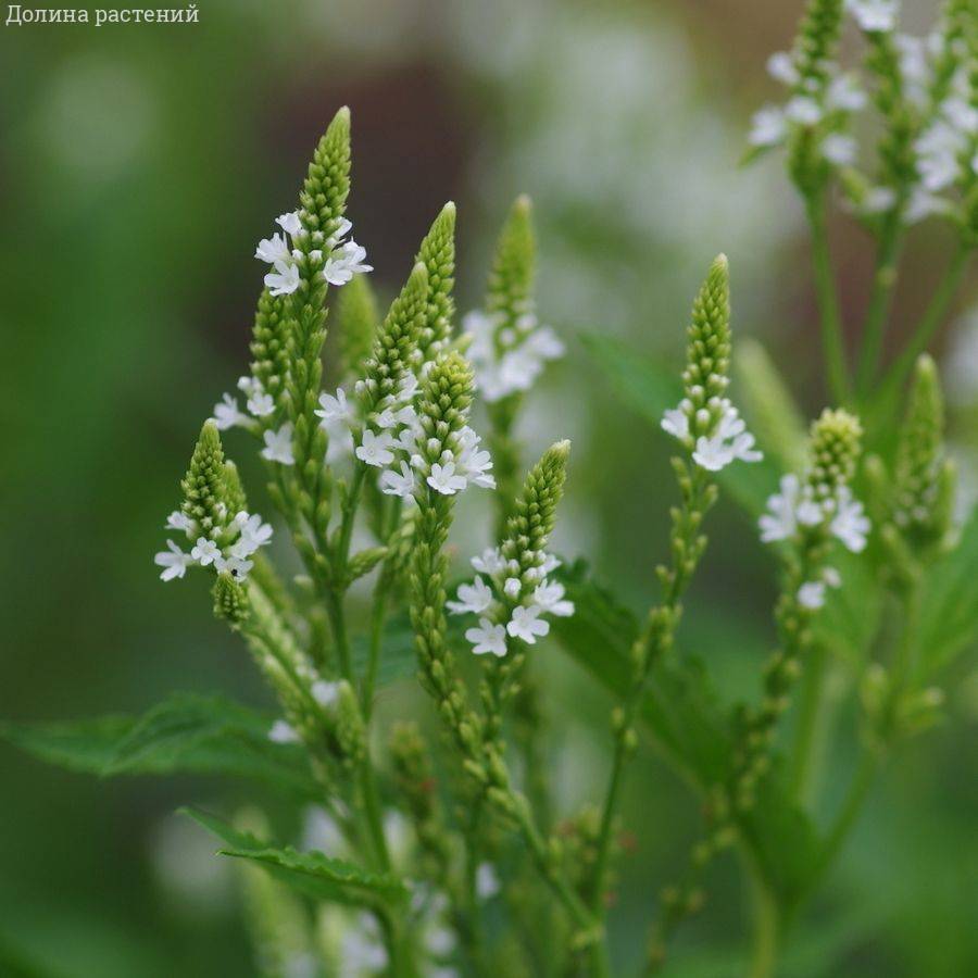 Вербена копьевидная Вайт Спайрс Вербена копьевидная Вайт Спайрс - Dolina-Sad.Ru