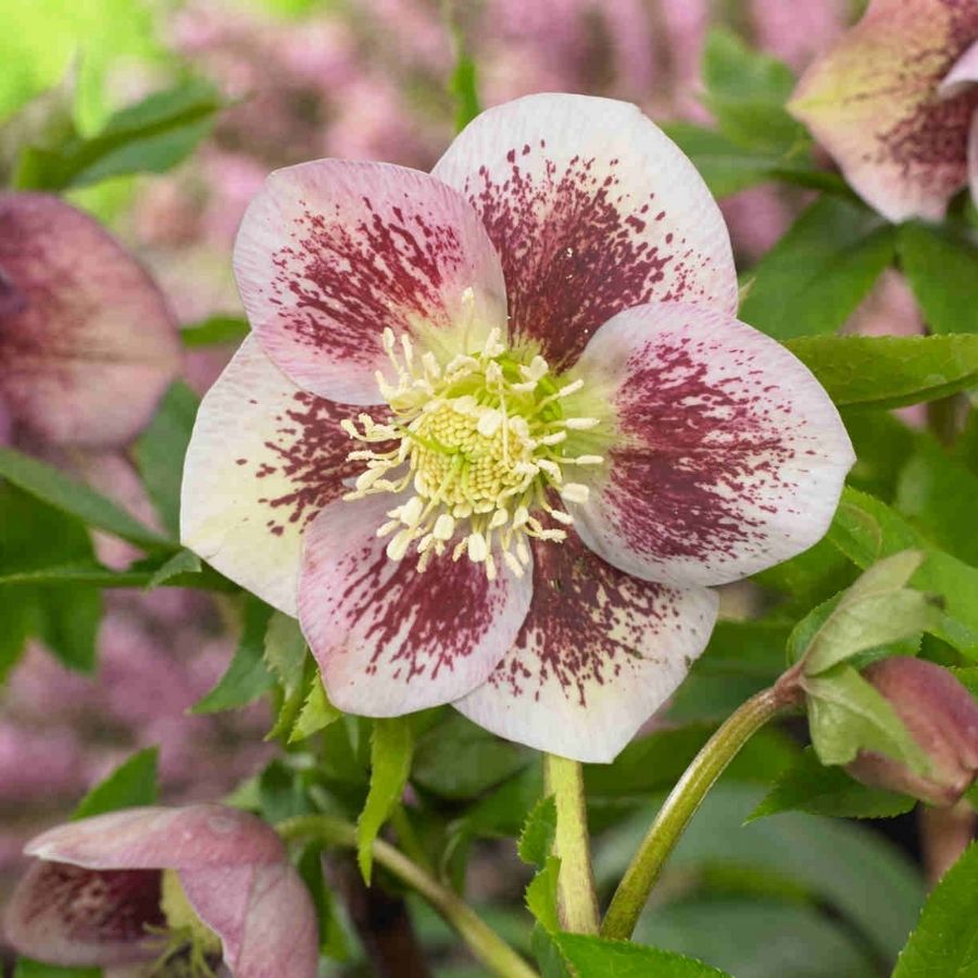 Морозник Претти Эллен Спотепд Морозник Претти Эллен Спотепд - Dolina-Sad.Ru