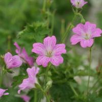 Герань оксфордская Каридж Друс - Dolina-Sad.Ru