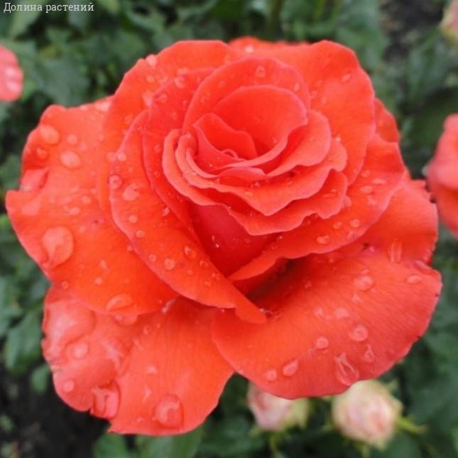 Роза Корветте в горшке - Dolina-Sad.Ru