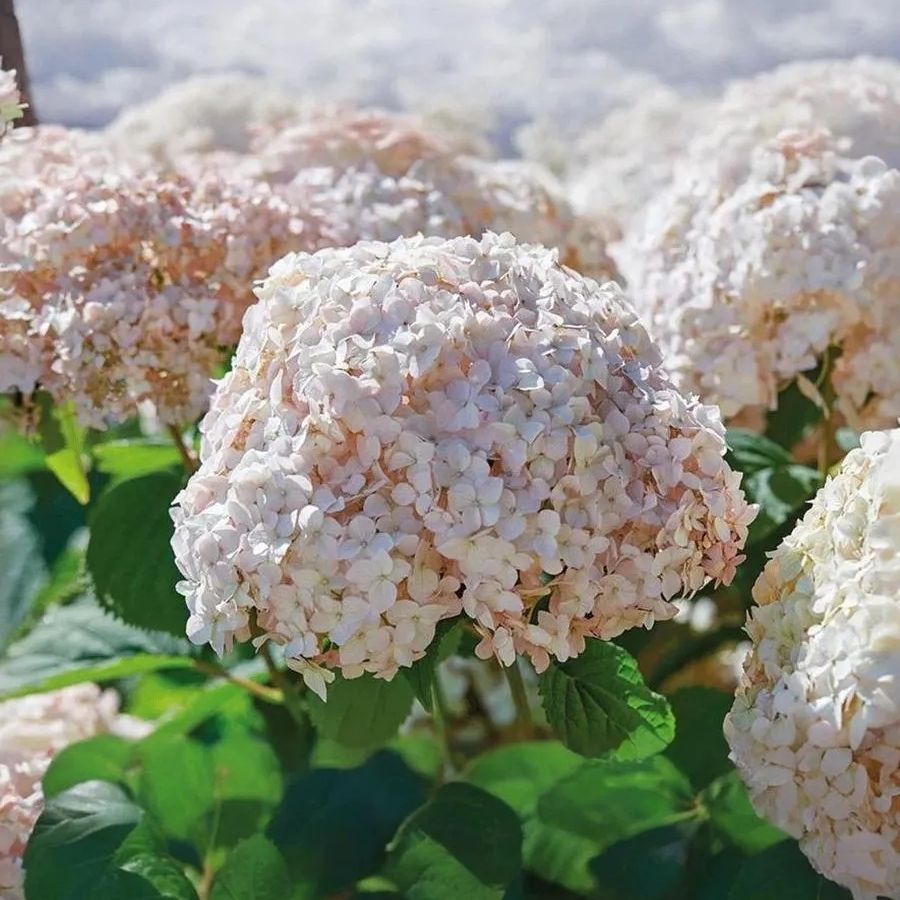 Гортензия древовидная Кендибель МиниБель, С2 Гортензия древовидная Кендибель МиниБель, С2 - Dolina-Sad.Ru