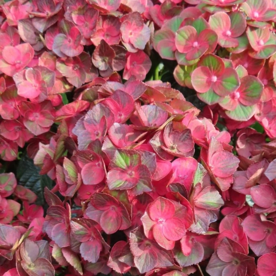 Гортензия крупнолистная Ребелион Чоко Лав Гортензия крупнолистная Ребелион Чоко Лав - Dolina-Sad.Ru