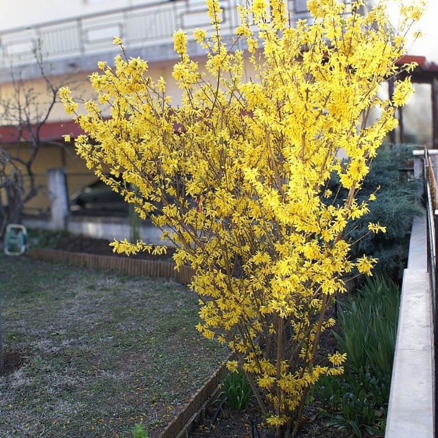 Форзиция промежуточная Курталин, С3 - Dolina-Sad.Ru