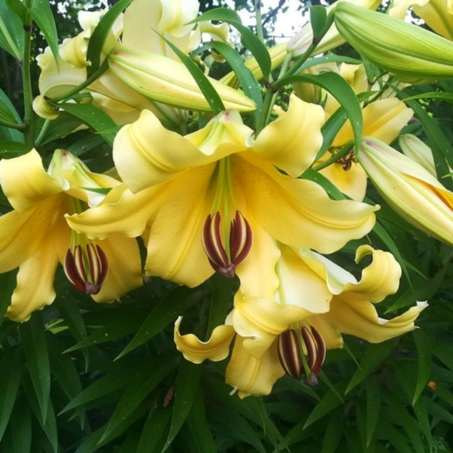 Лилия Элдорет - Dolina-Sad.Ru