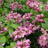 Дейция пурпурная Калмифлора фото