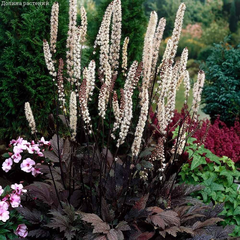 Воронец простой Брюннет Воронец простой Брюннет - Dolina-Sad.Ru