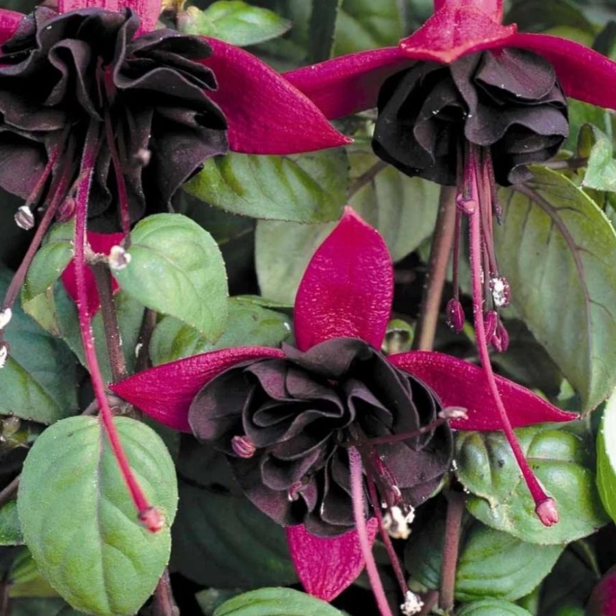 Фуксия Блэки - Dolina-Sad.Ru