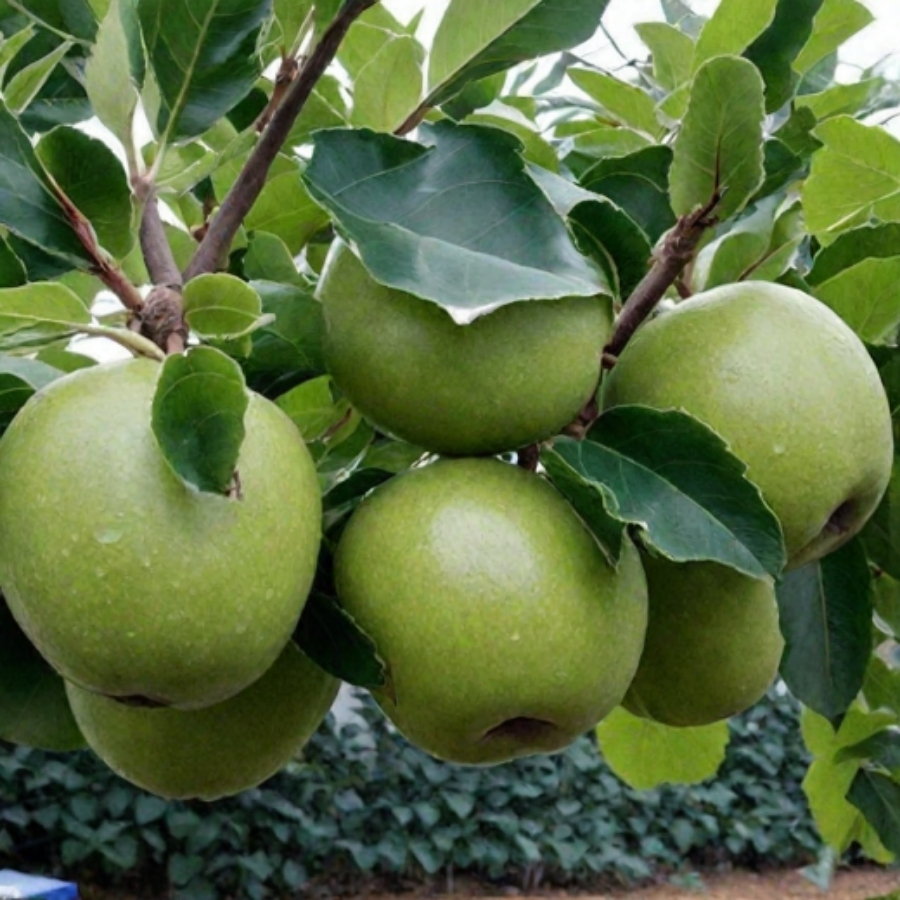 Яблоня Грэнни Смит - Dolina-Sad.Ru