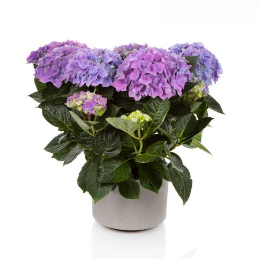 Гортензия крупнолистная Хай Скай Гортензия крупнолистная Хай Скай - Dolina-Sad.Ru