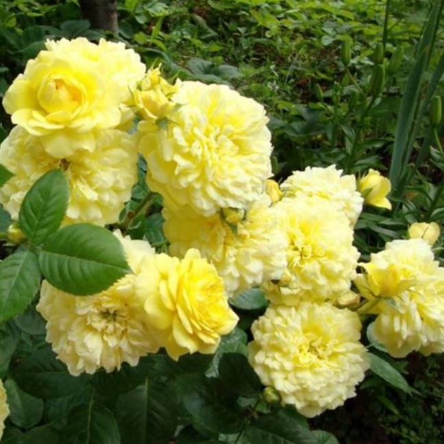 Роза Анни Дюпрей в горшке Роза Анни Дюпрей в горшке - Dolina-Sad.Ru