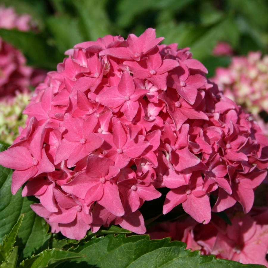 Гортензия крупнолистная Товелит Гортензия крупнолистная Товелит - Dolina-Sad.Ru