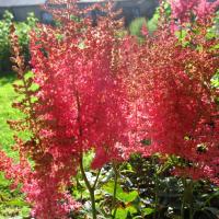 Астильба арендса Эльза Шлук - Dolina-Sad.Ru