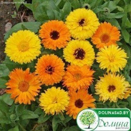 Календула Фиеста Смесь фото