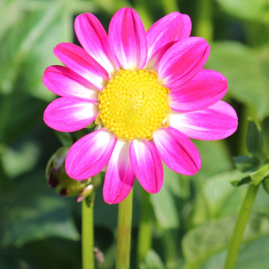 Георгина Свитхарт - Dolina-Sad.Ru