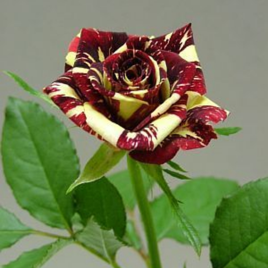 Роза штамбовая Фокус Покус Роза штамбовая Фокус Покус - Dolina-Sad.Ru