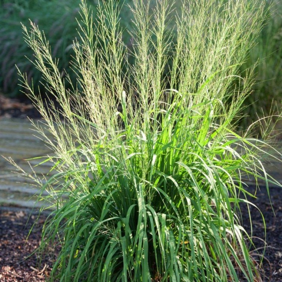 Молиния тростниковая Транспарент Молиния тростниковая Транспарент - Dolina-Sad.Ru