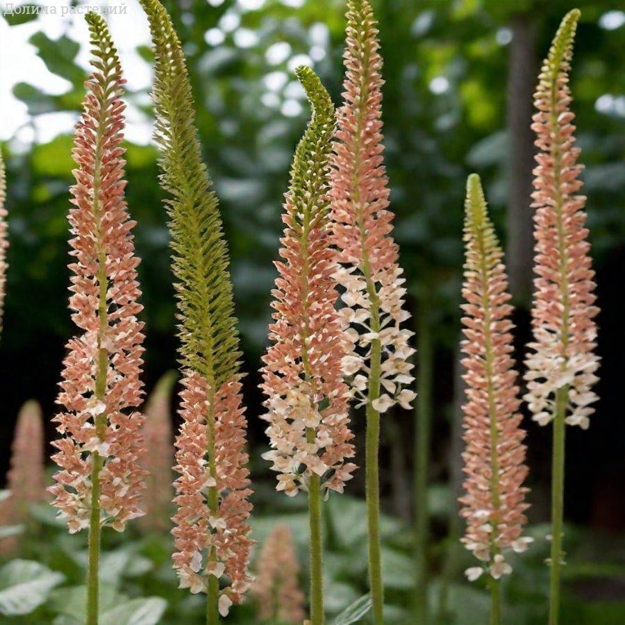 Эремурус Романс - Dolina-Sad.Ru