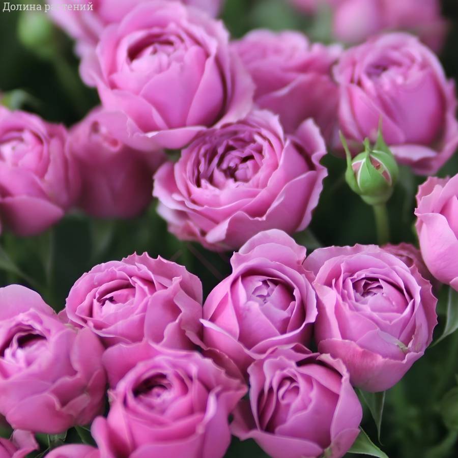 Роза Мисти Баблс в горшке - Dolina-Sad.Ru