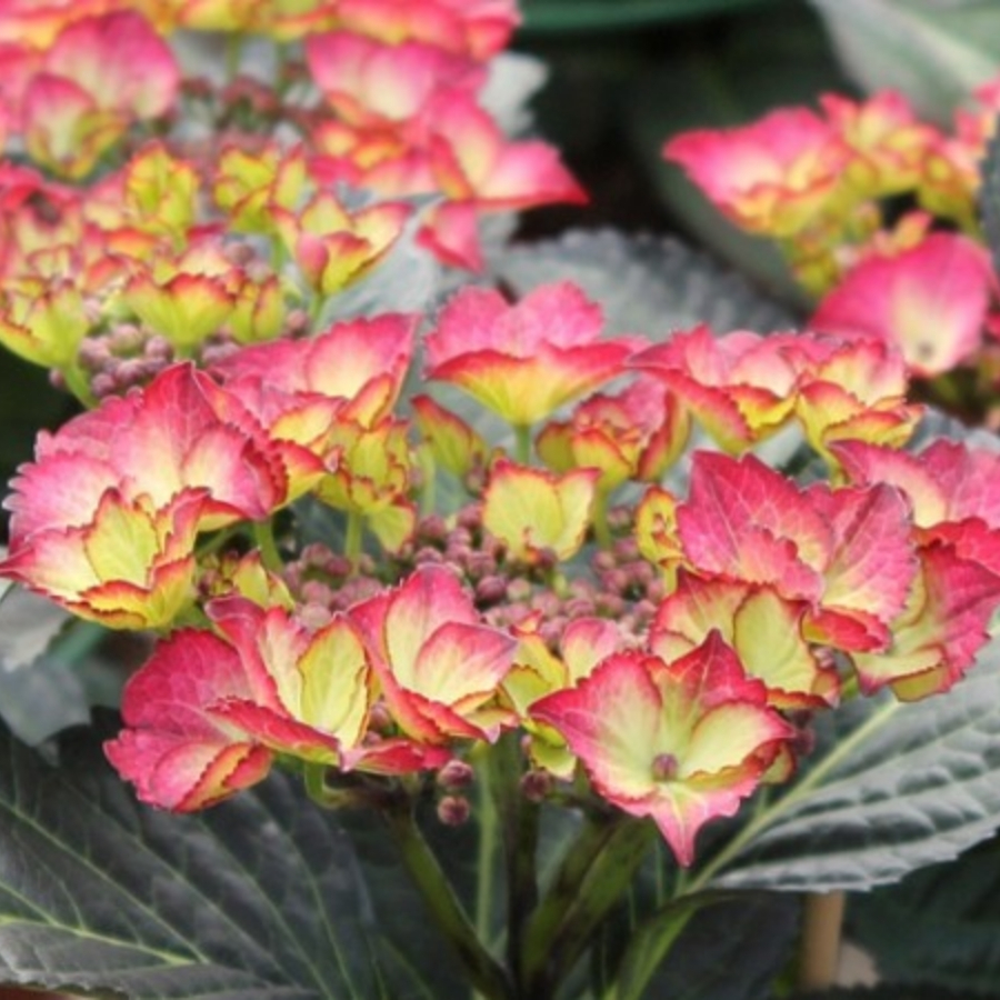 Гортензия крупнолистная Дарк Энджел Гортензия крупнолистная Дарк Энджел - Dolina-Sad.Ru