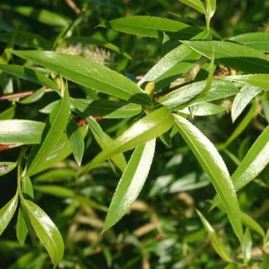 Ива ломкая, С3 Ива ломкая, С3 - Dolina-Sad.Ru