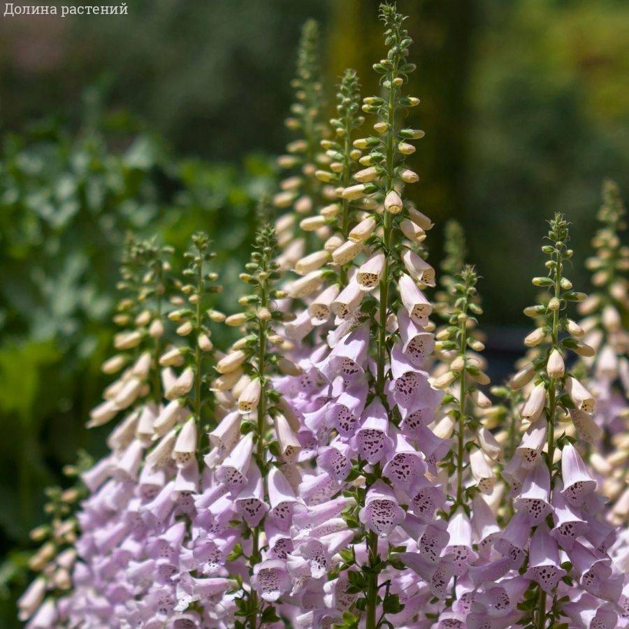 Наперстянка пурпурная Виртуоза Лавендер Наперстянка пурпурная Виртуоза Лавендер - Dolina-Sad.Ru