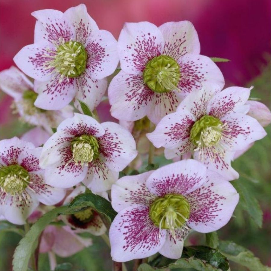 Морозник Претти Эллен Спотепд Морозник Претти Эллен Спотепд - Dolina-Sad.Ru