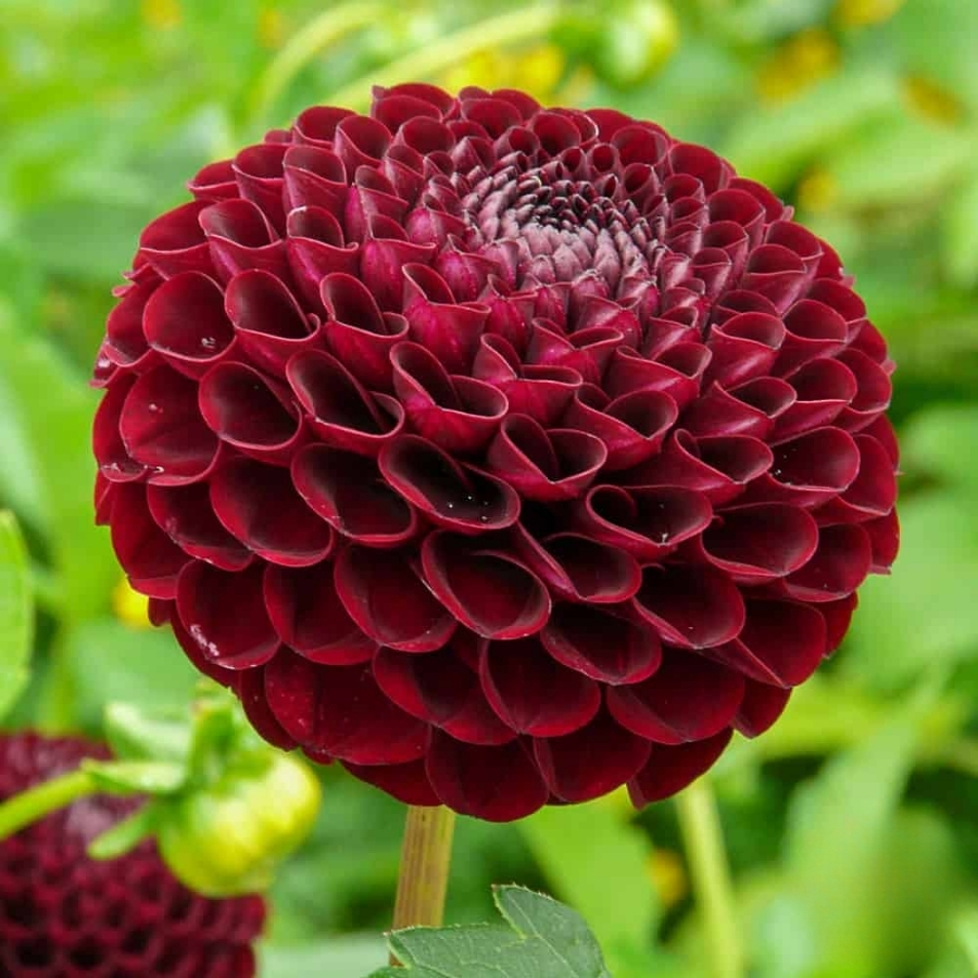 Георгина Натал Георгина Натал - Dolina-Sad.Ru