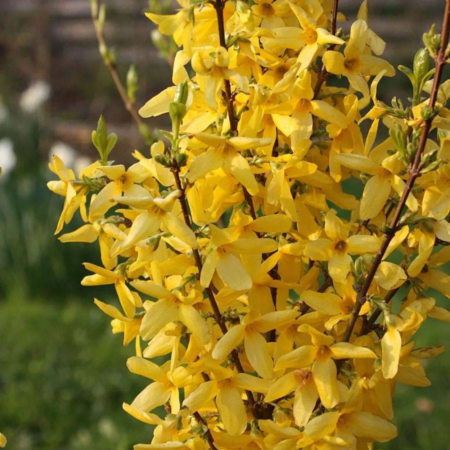 Форзиция Миниголд, С3 - Dolina-Sad.Ru