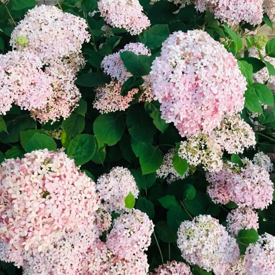 Гортензия древовидная Кендибель МиниБель, С2 Гортензия древовидная Кендибель МиниБель, С2 - Dolina-Sad.Ru