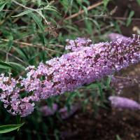 Буддлея Давида Нанхоэнсис - Dolina-Sad.Ru