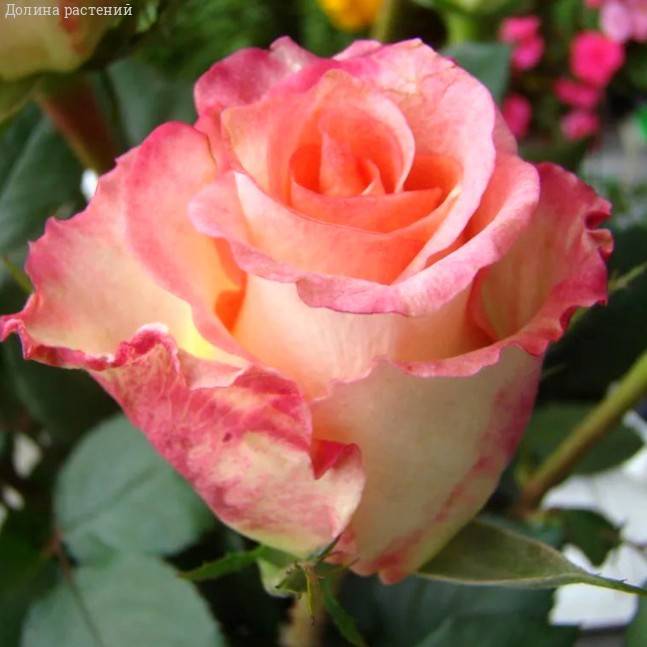 Роза Дуэт в горшке - Dolina-Sad.Ru