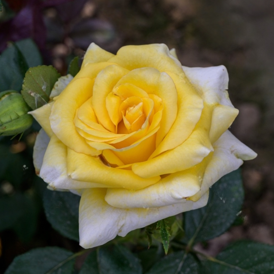 Роза Саммер Роза Саммер - Dolina-Sad.Ru