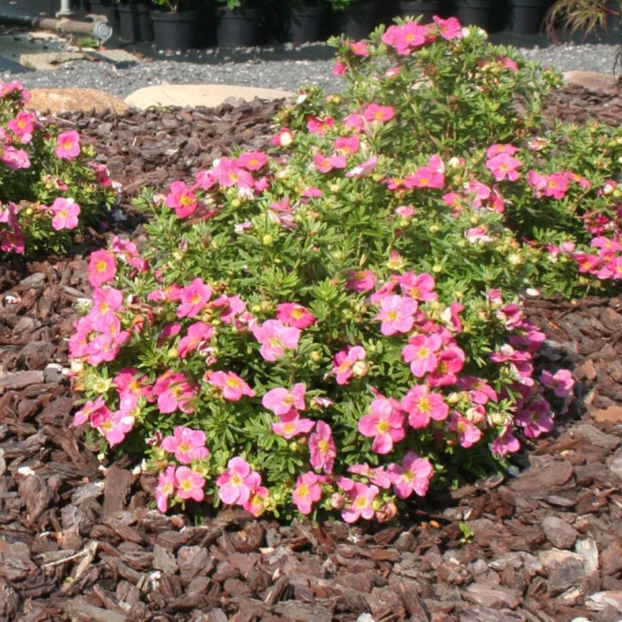 Лапчатка Белла Роза, С3 - Dolina-Sad.Ru