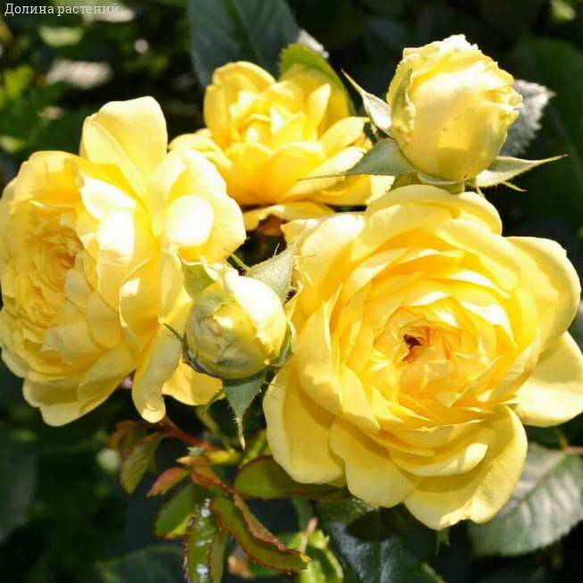 Роза Анни Дюпрей в горшке Роза Анни Дюпрей в горшке - Dolina-Sad.Ru