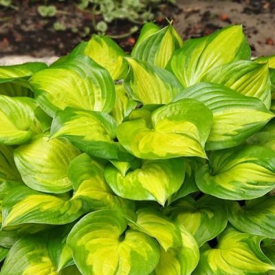 Хоста Лейксайд Банана Бэй Хоста Лейксайд Банана Бэй - Dolina-Sad.Ru