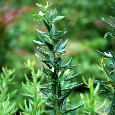 Барбарис Джут, С3 Барбарис Джут, С3 - Dolina-Sad.Ru